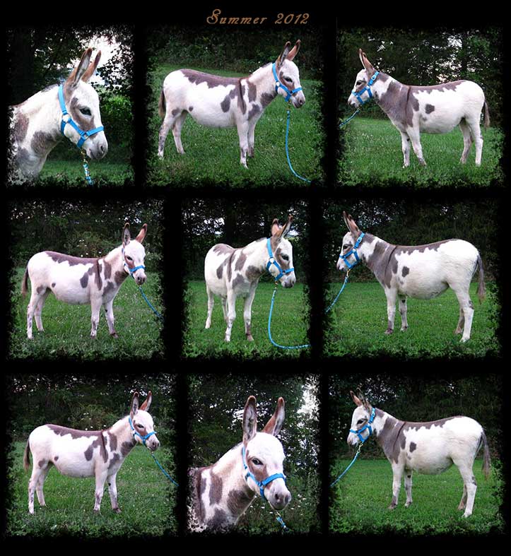 Critter Haven Farm Miniature Donkeys